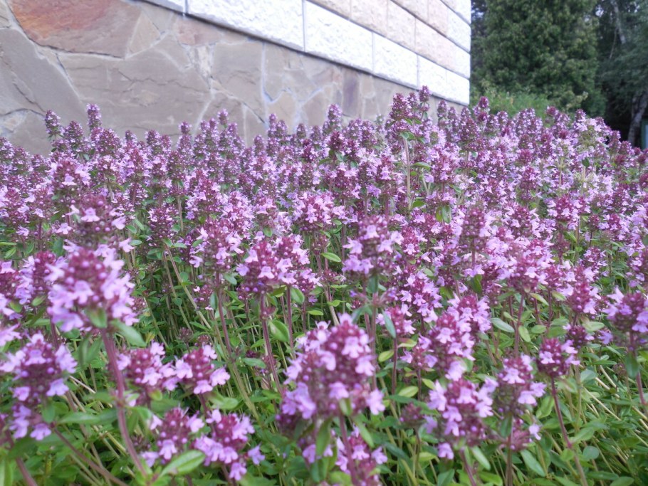 Тимьян ползучий (Thymus serpyllum 'Magic Carpet')