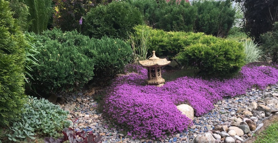 Тимьян ползучий Magic Carpet