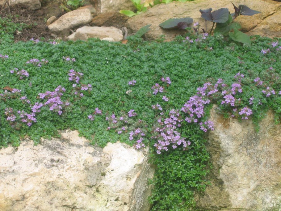 Почвопокровные многолетники чабрец