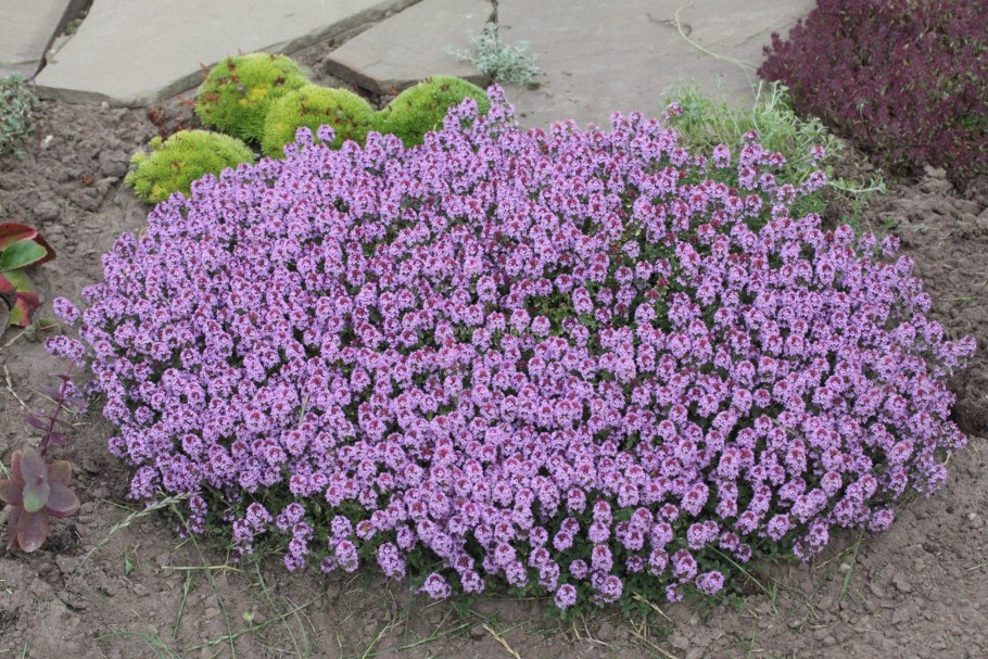 Тимьян ползучий пурпле