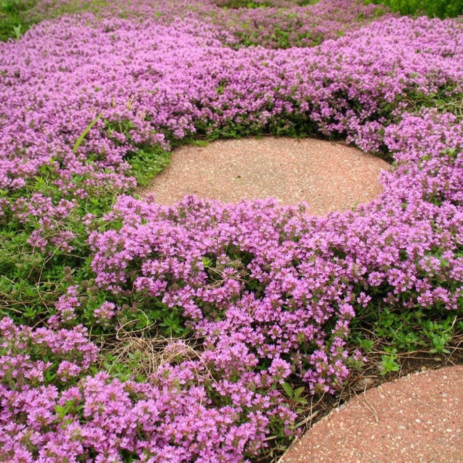 Тимьян ползучий (Thymus serpyllum)
