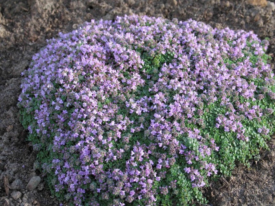 Тимьян ползучий Пигмей