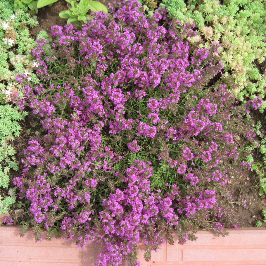 Почвопокровные многолетники тимьян