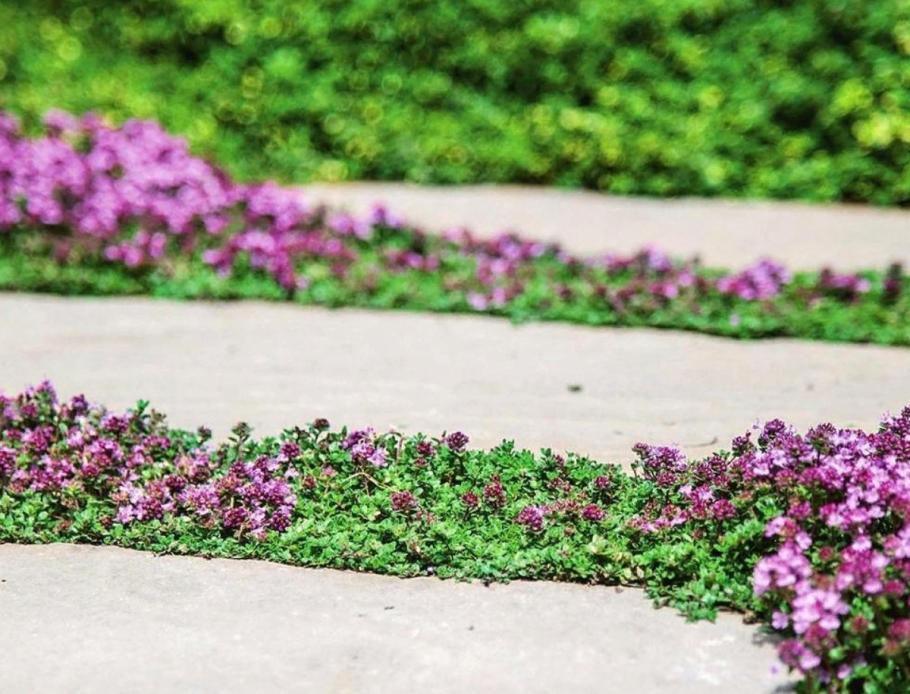 Почвопокровные тимьян ползучий