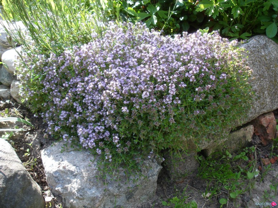 Тимьян лимоннопахнущий