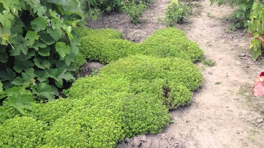 Тимьян ползучий лимоннопахнущий