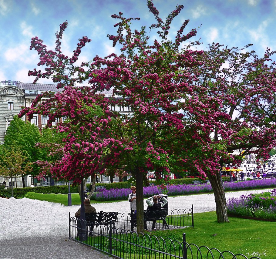 Боярышник Пауль Скарлет