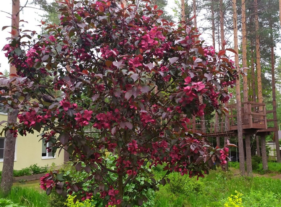 Яблоня роялти Бьюти