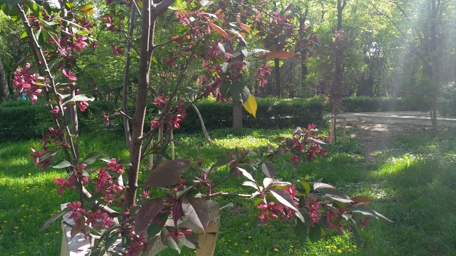 Яблоня плакучая Роял Бьюти