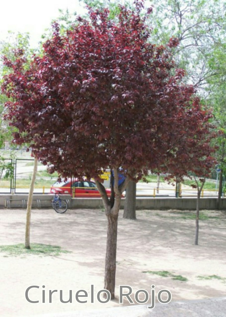 Черемуха декоративная краснолистная