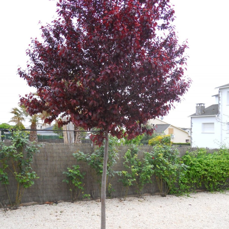 Слива краснолистная Писсарди