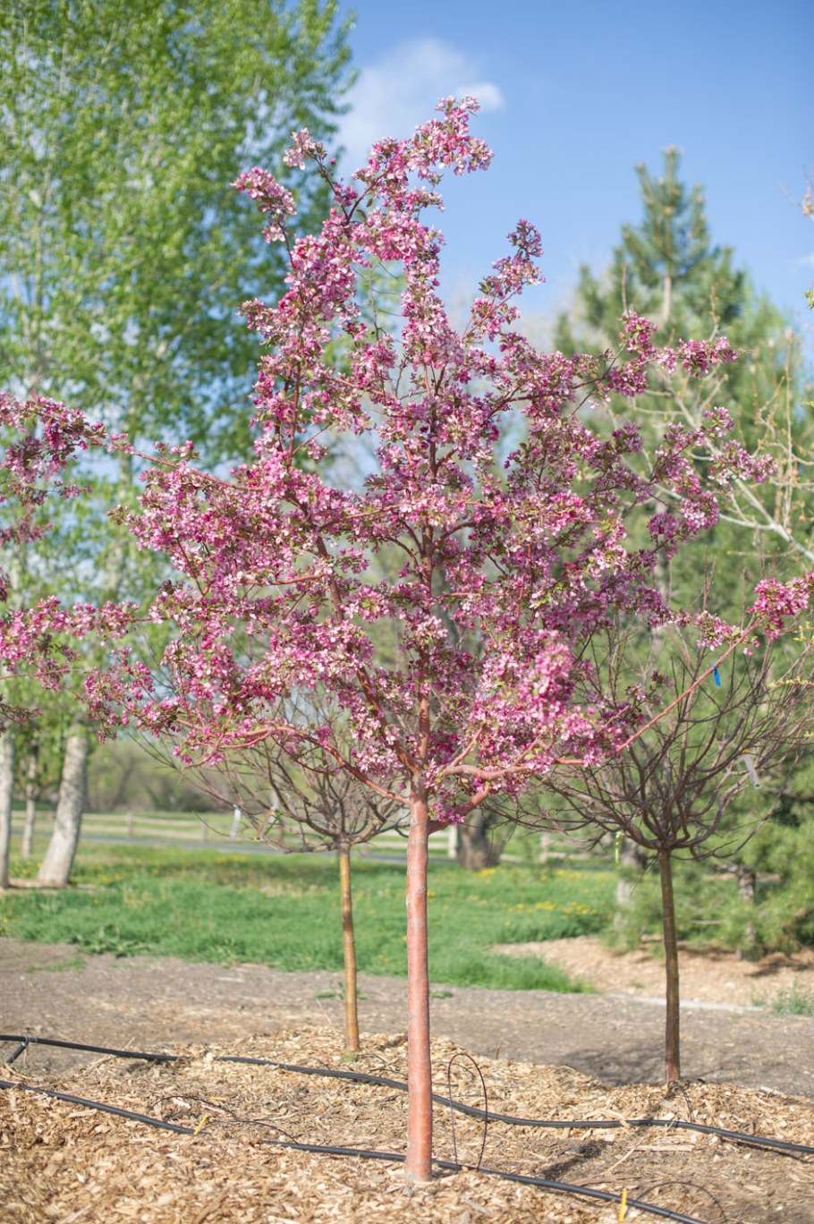 Яблоня ред роялти