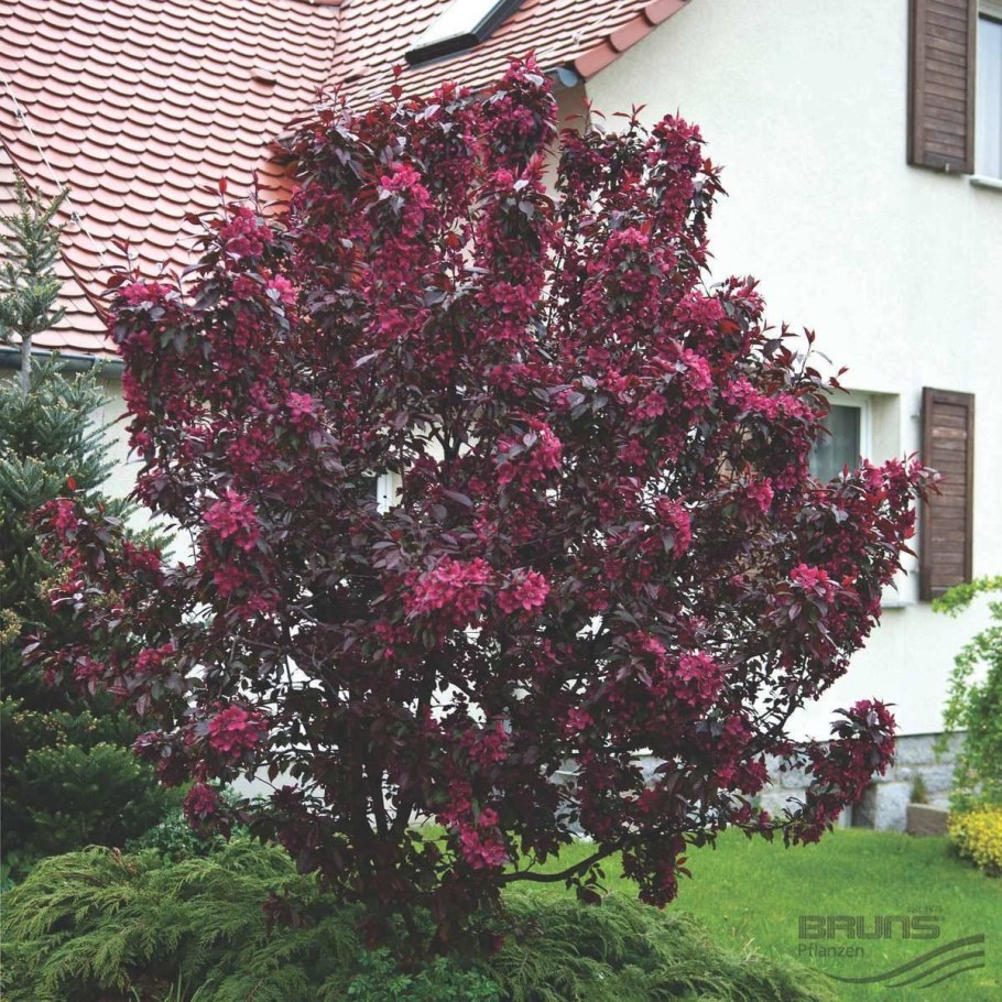 Яблоня краснолистная Рудольф