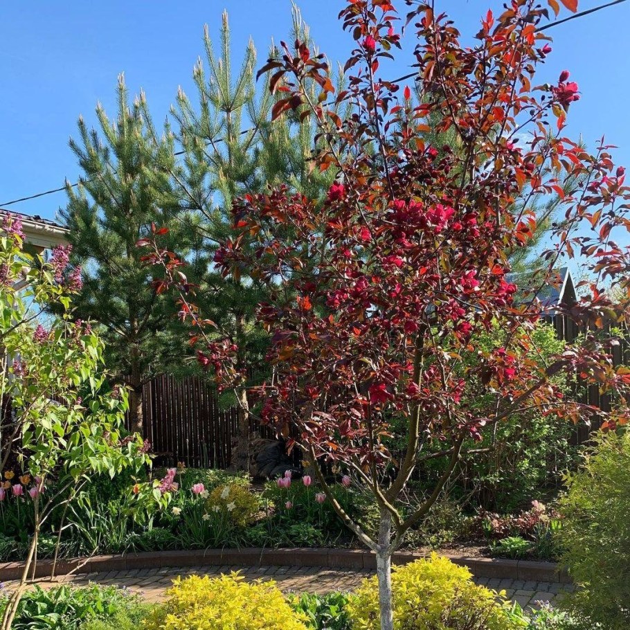 Яблоня роялти Мультиштамб