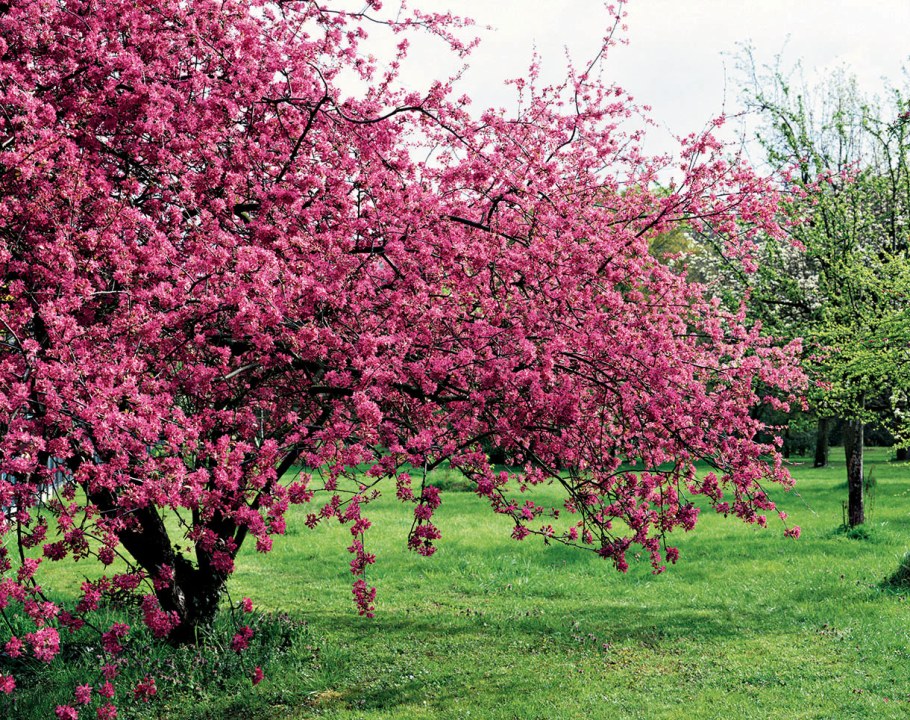 Яблоня Райская краснолистная