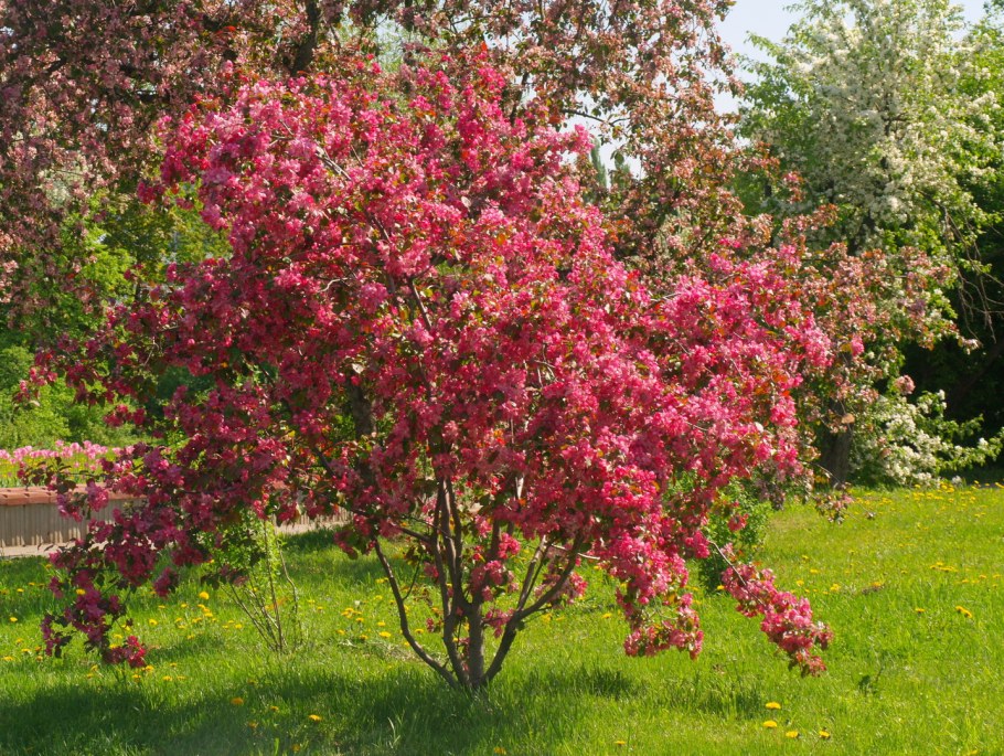 Яблоня краснолистная Рудольф