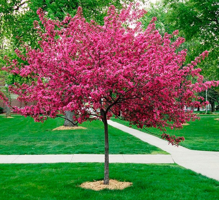 Яблоня краснолистная Рудольф