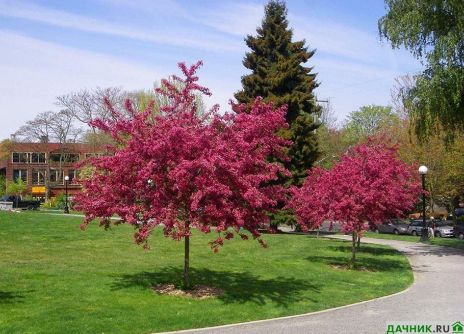 Боярышник Пауль Скарлет дерево