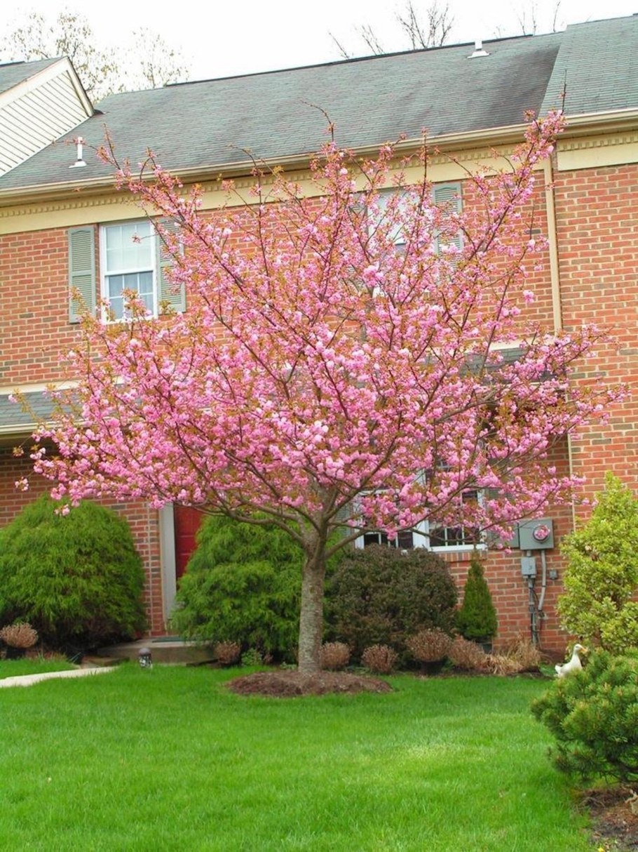 Миндаль Сакура на штамбе