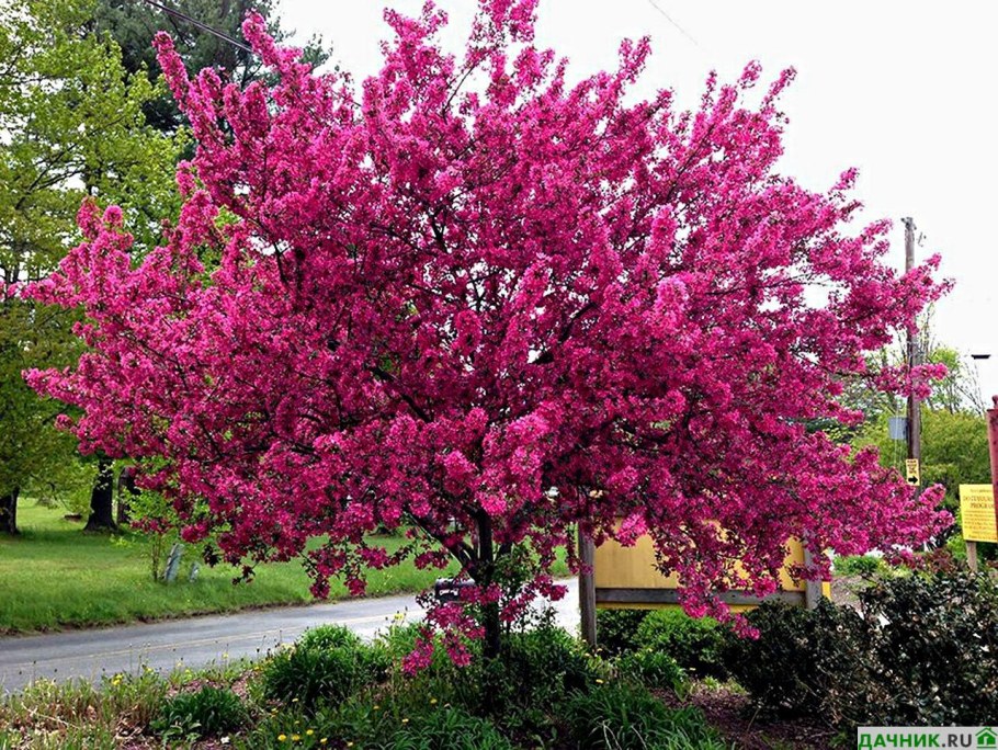 Яблоня краснолистная Недзвецкого