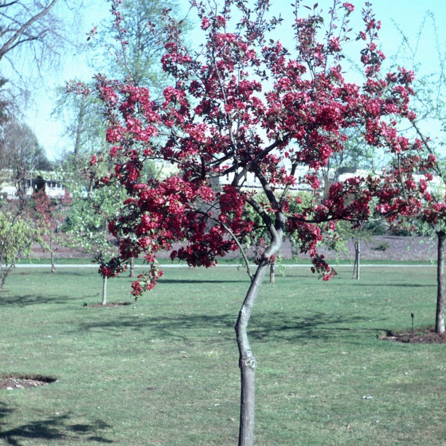 Яблоня краснолистная Рудольф