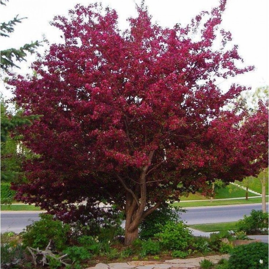 Яблоня "роялти" - Malus "Royalty"