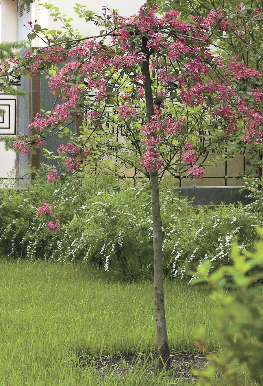 Яблоня Роял Бьюти Пендула