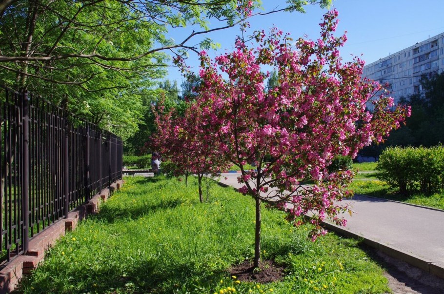 Яблоня гибридная Недзвецкого