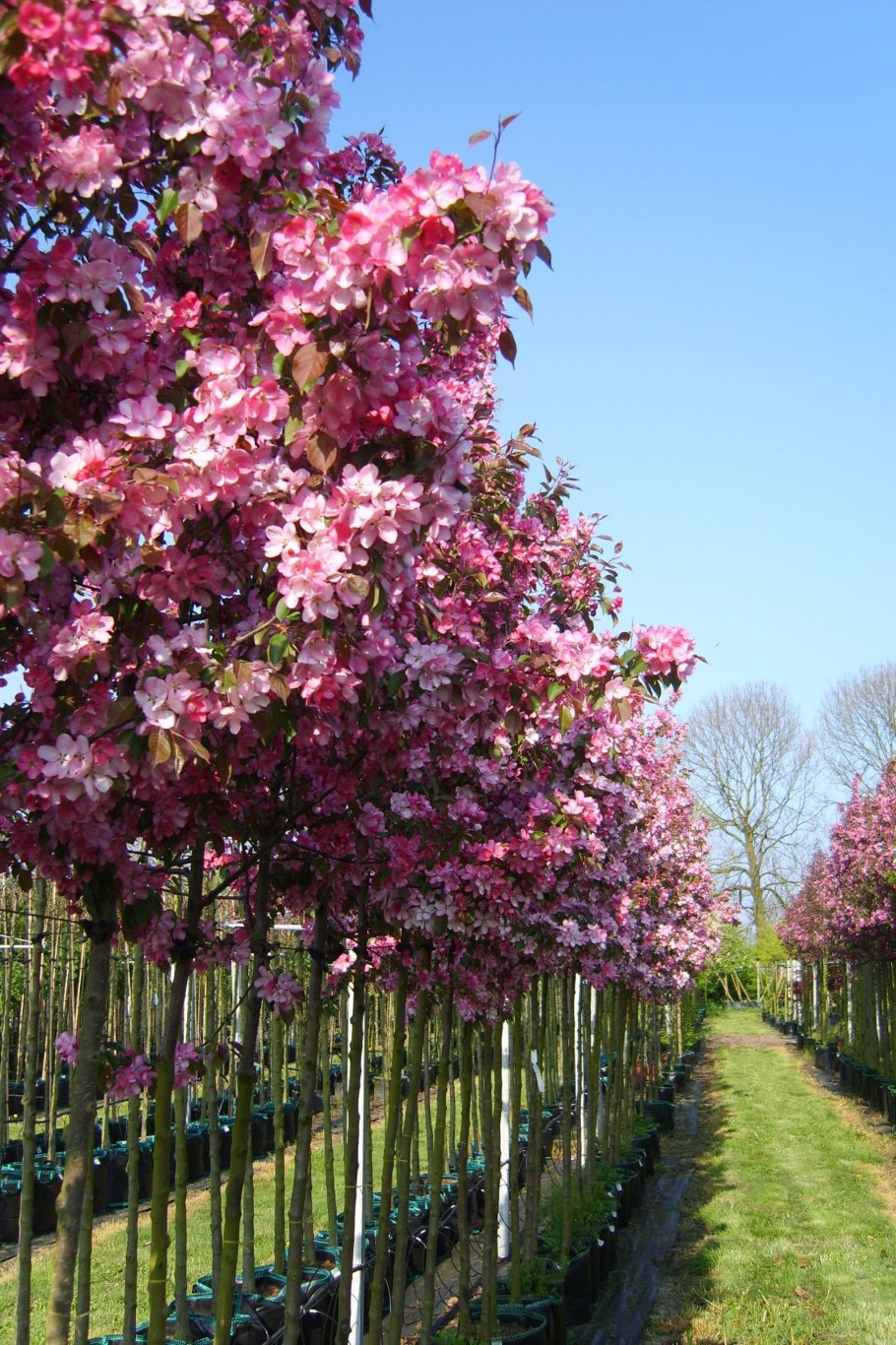 Яблоня краснолистная Хелена
