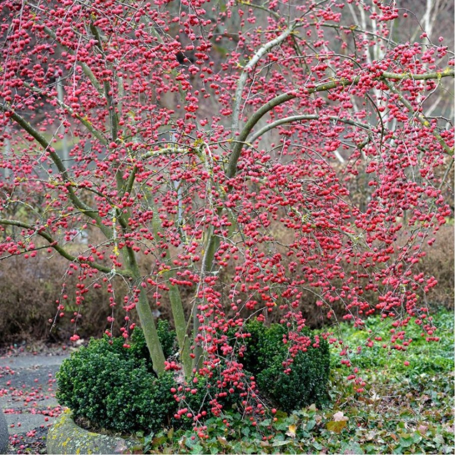 Яблоня "роялти" - Malus "Royalty"
