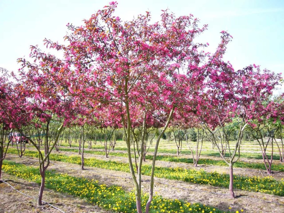 Яблоня декоративная Royalty