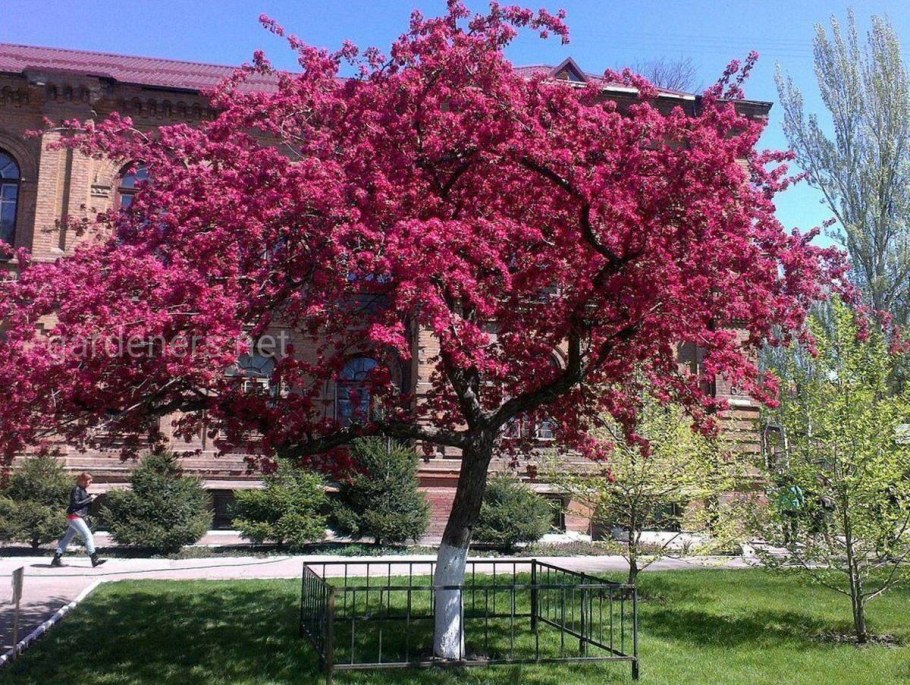 Яблоня Недзвецкого в ландшафтном дизайне