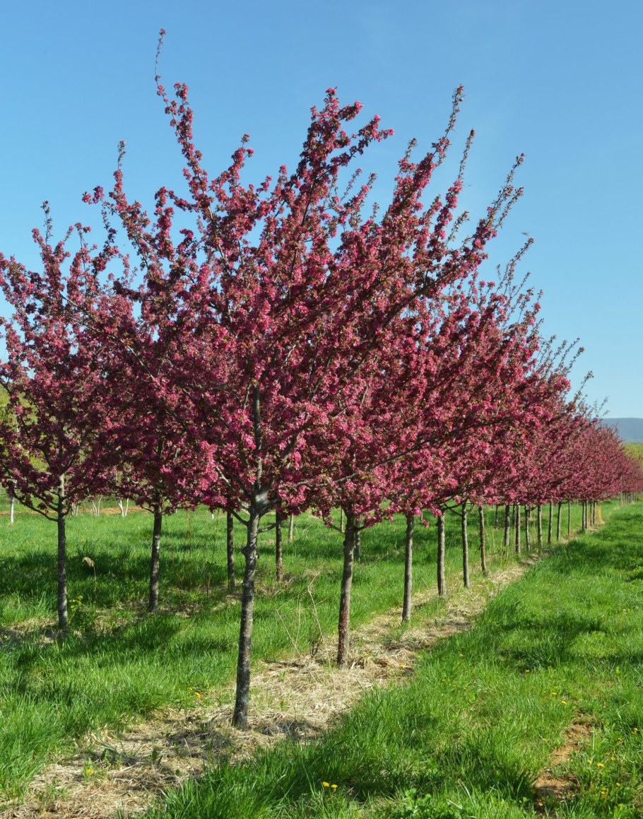 Яблоня Malus ‘Liset’