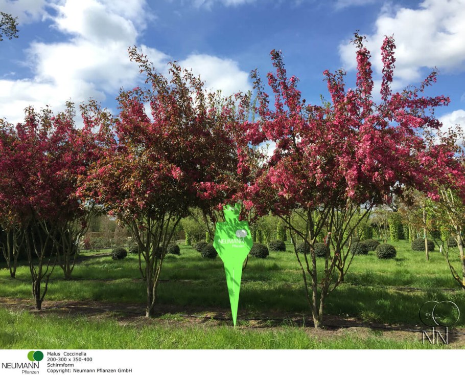 Яблоня краснолистная Рудольф