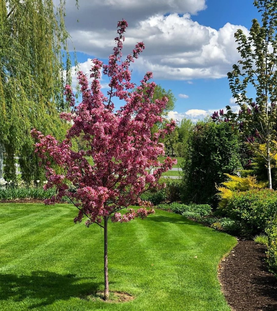 Яблоня краснолистная Рудольф