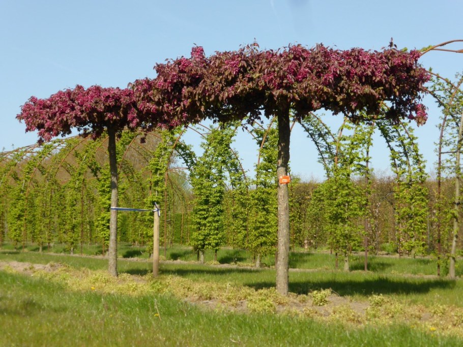 Яблоня плакучая Роял Бьюти