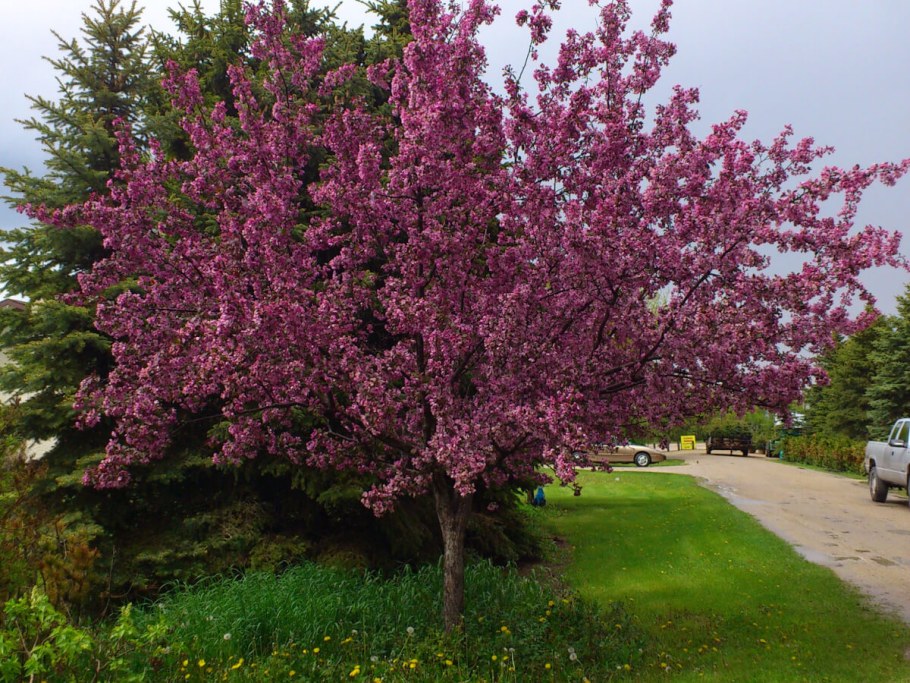 Яблоня декоративная Келси