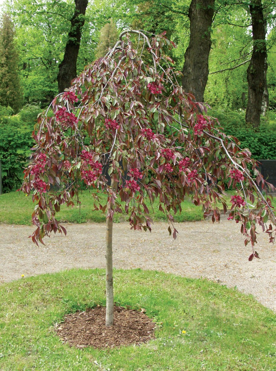 Малус Роял Бьюти яблоня