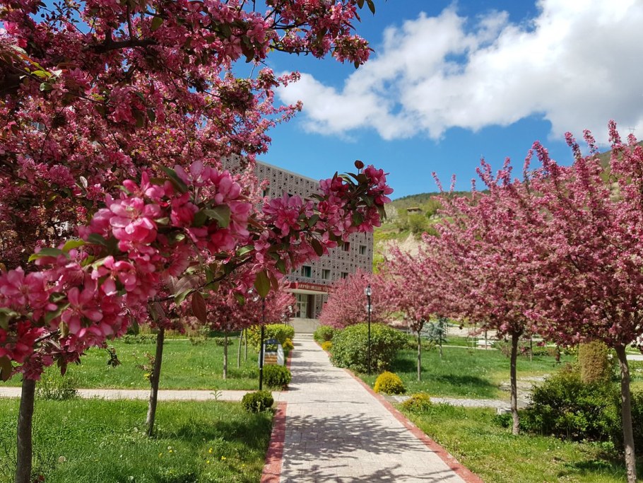 Яблоня краснолистная Недзвецкого