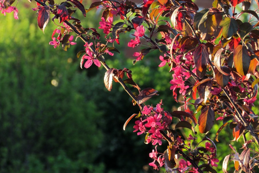 Яблоня декоративная роялти