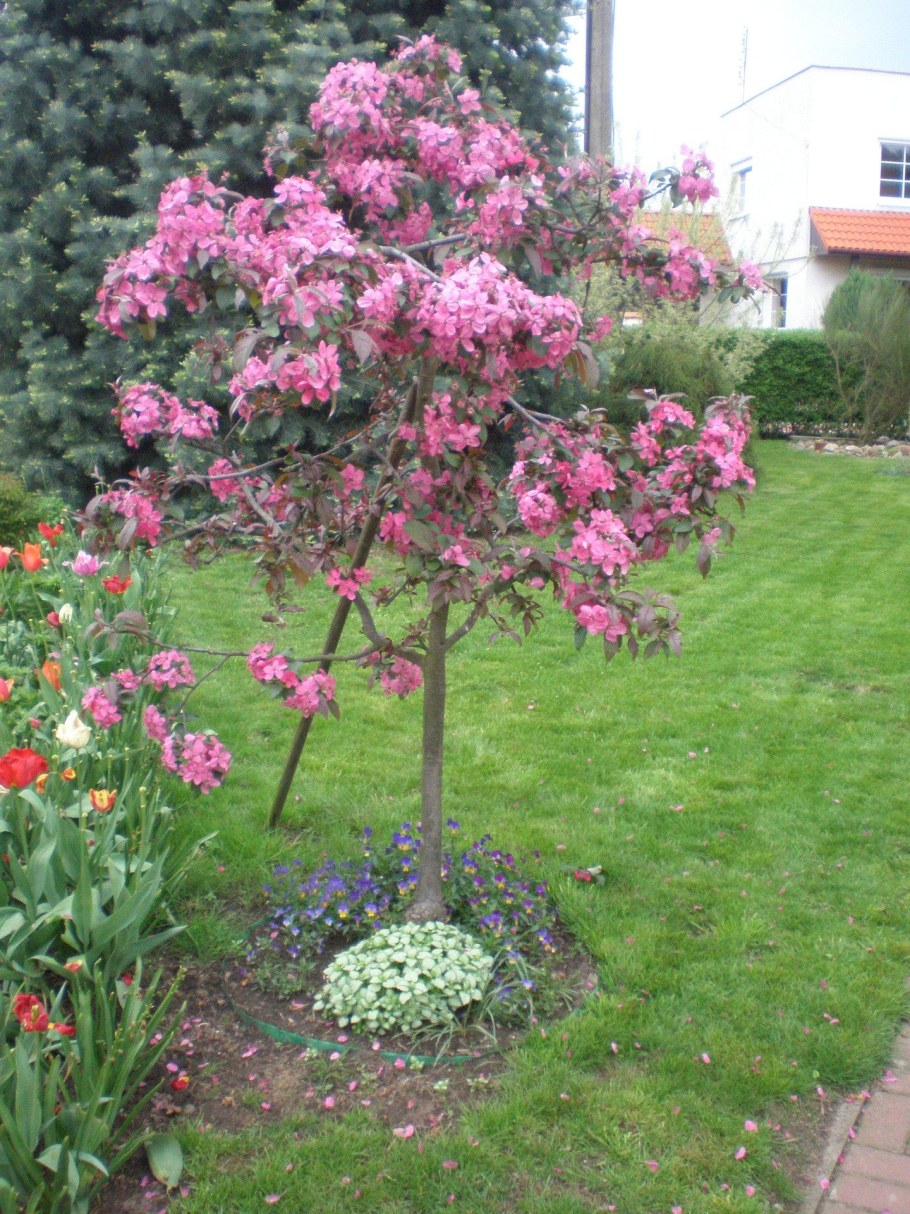 Яблоня краснолистная роялти