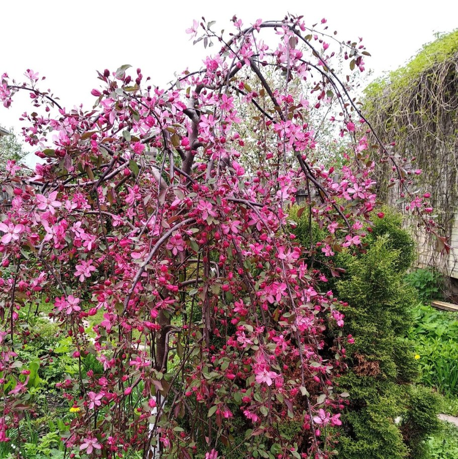 Яблоня Роял Бьюти Пендула