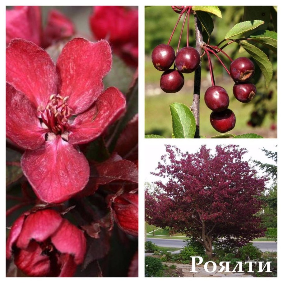 Яблоня Хелена Недзвецкого