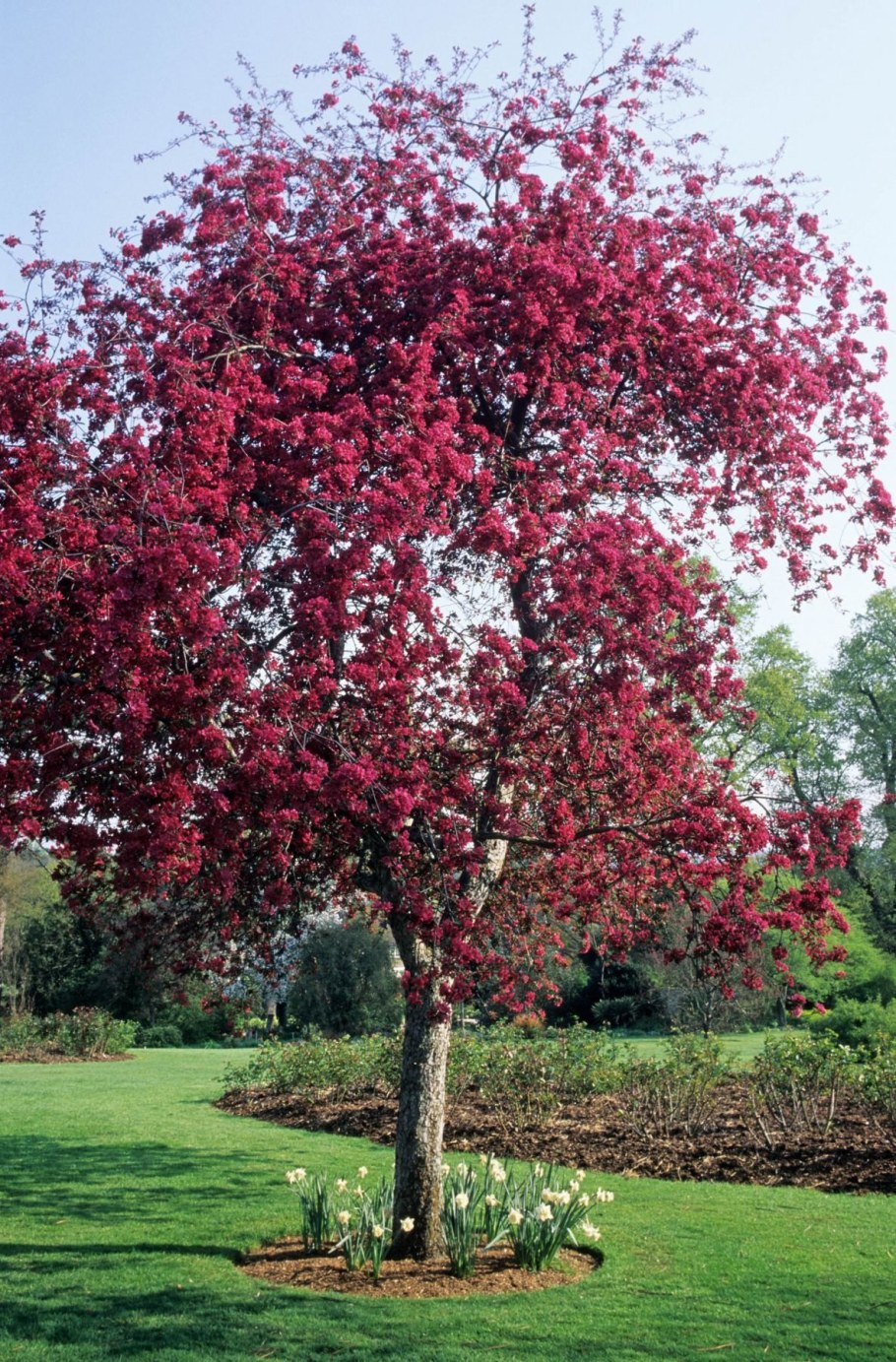 Яблоня краснолистная роялти
