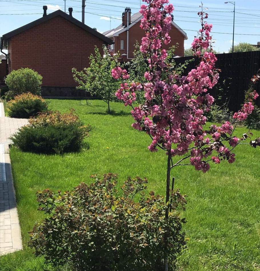 Яблоня Рудольф Мультиштамб