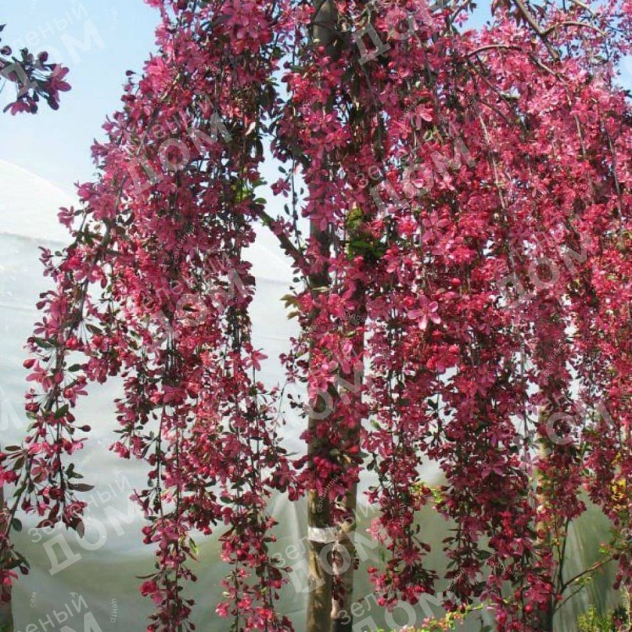 Яблоня декоративная краснолистная Роял Бьюти