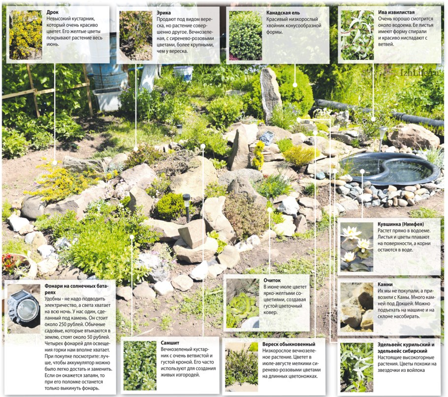 Схема высадки растений на альпийской Горке