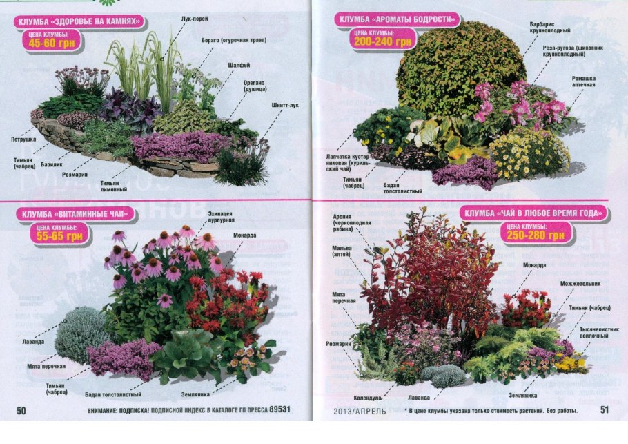 Клумба пряных трав многолетников