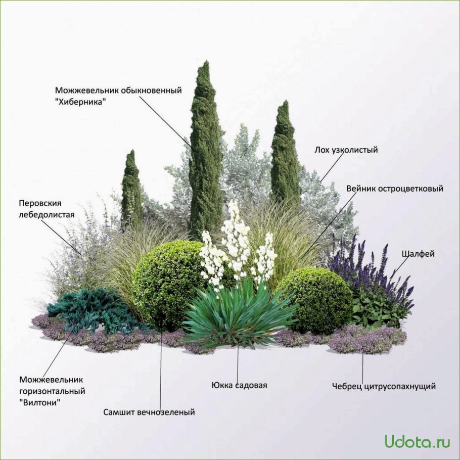 Хвойный рокарий миксбордер