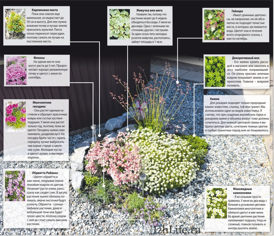 Растения для альпийской горки